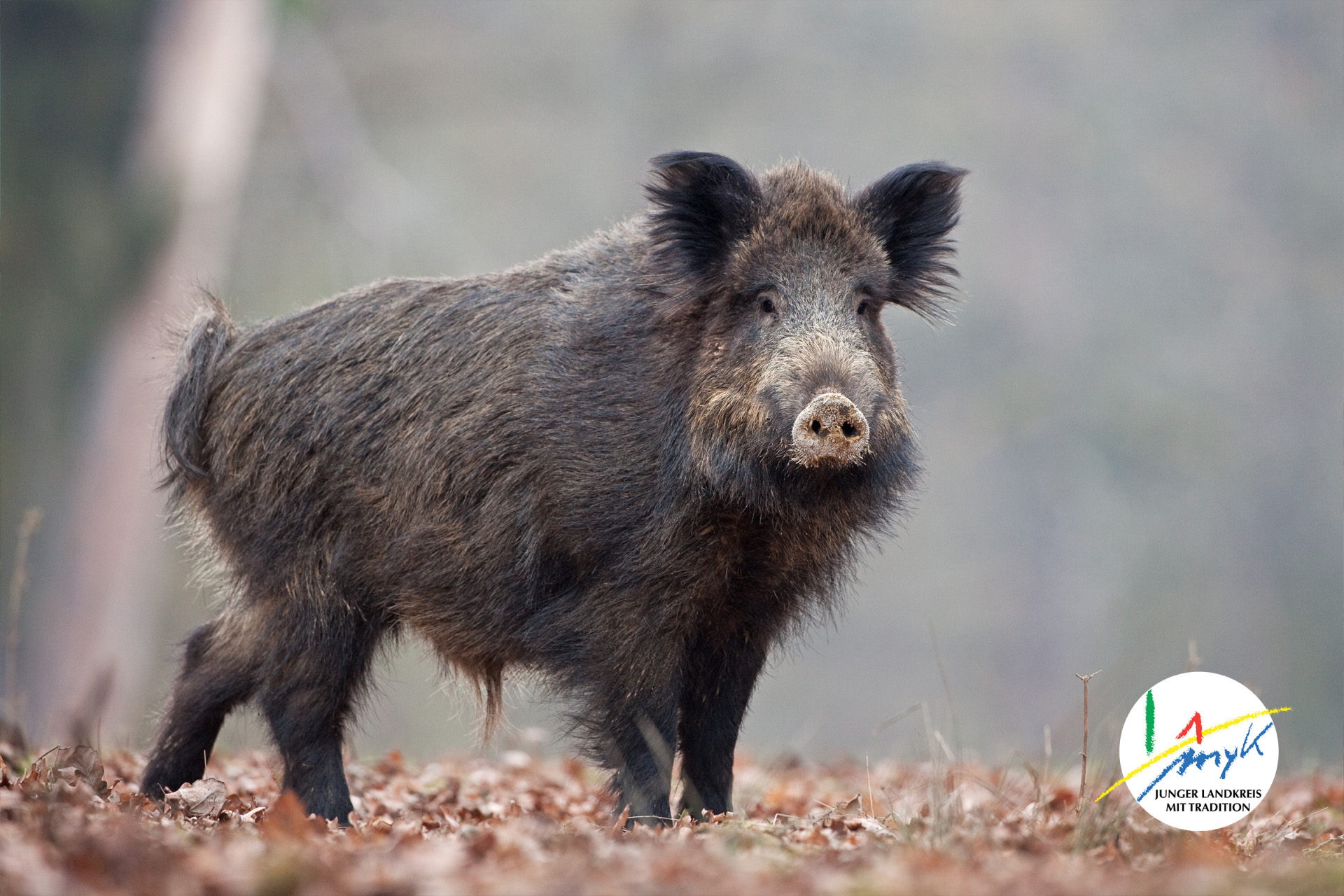 Verdacht auf Afrikanische Schweinepest nicht bestätigt