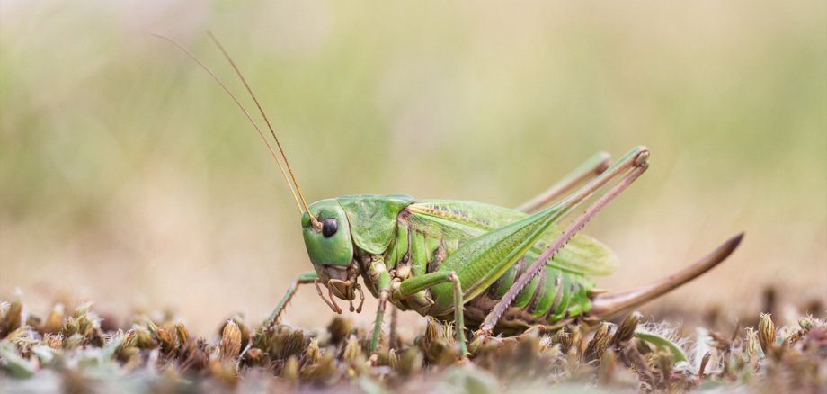 Der Warzenbeißer, eine Leitart der Wacholderheide, ist das Insekt des Jahres 2026. 