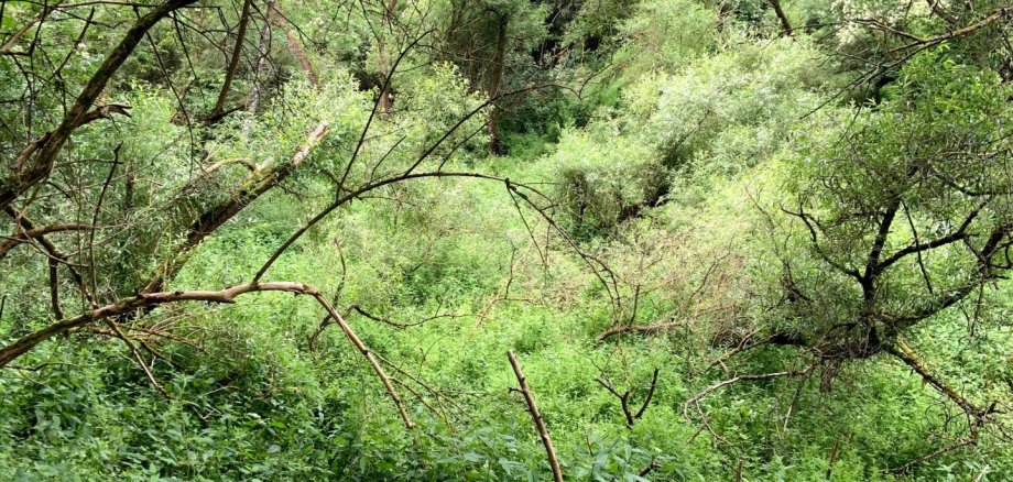 Ersatzzahlungsprojekt „Kirchwalder Auen“: Wiederbelebung einer wertvollen Kulturlandschaft 