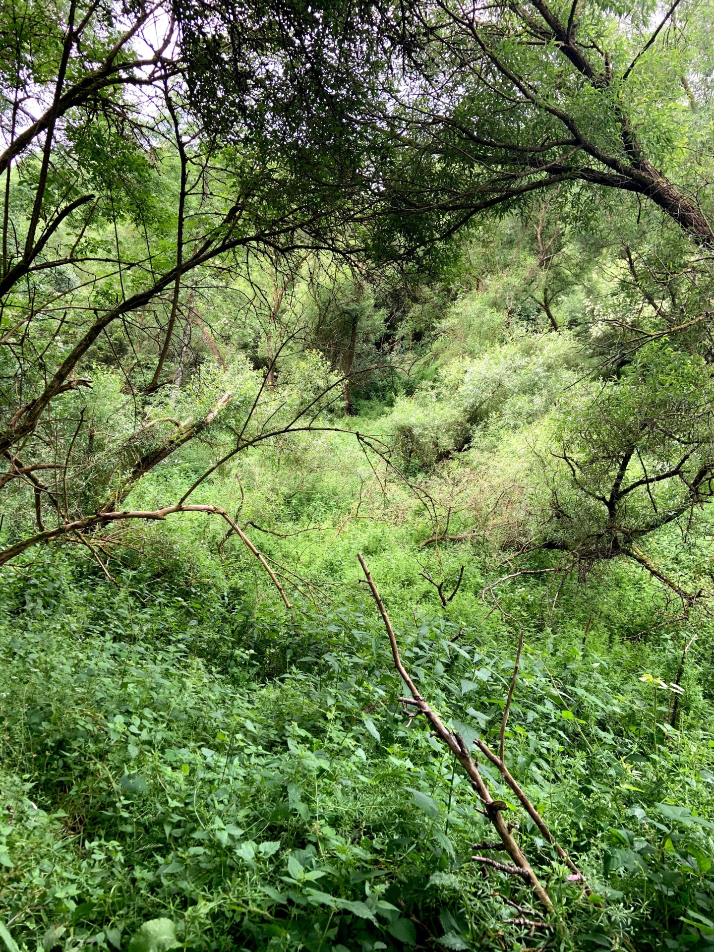 Ersatzzahlungsprojekt „Kirchwalder Auen“: Wiederbelebung einer wertvollen Kulturlandschaft 