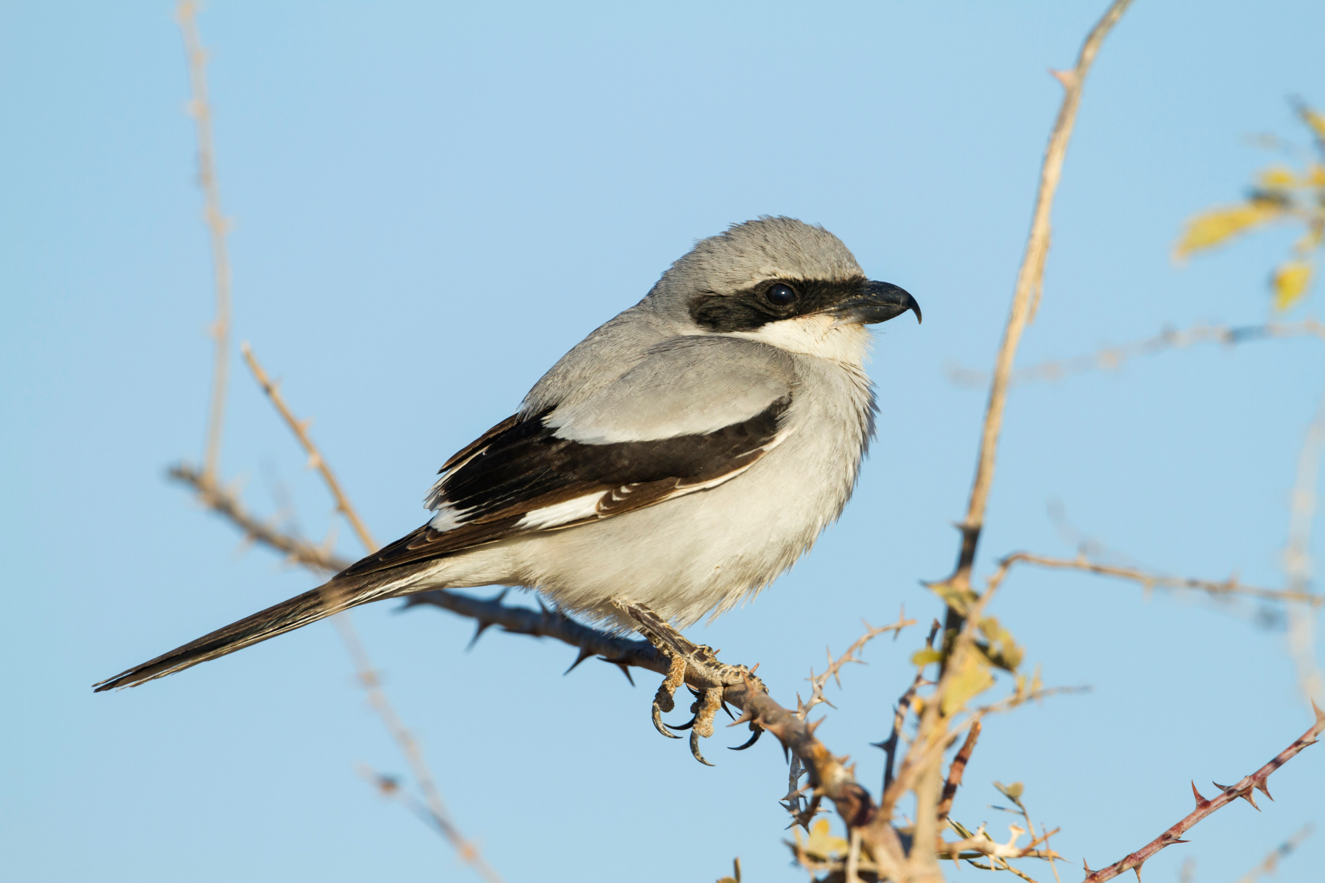 aucheri Great Grey Shrike, Lanius excubitor ssp. aucheri