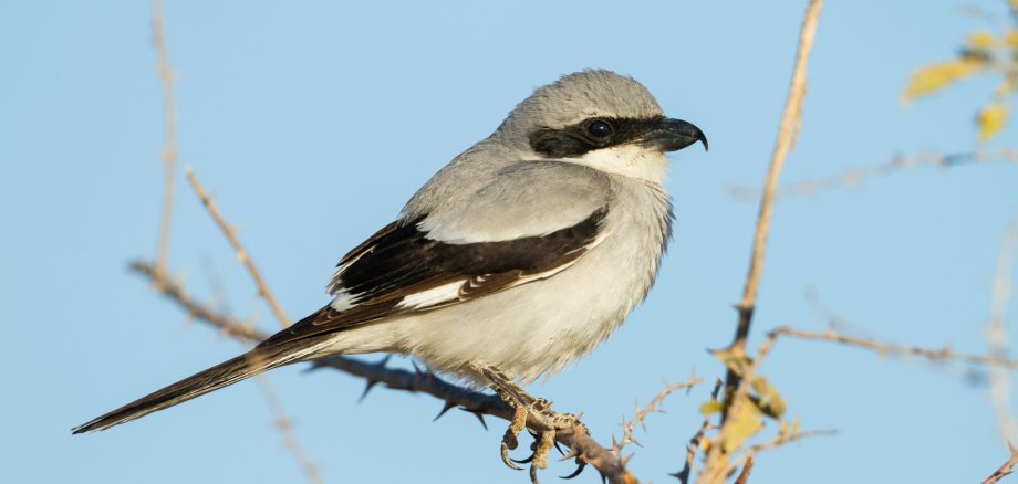 aucheri Great Grey Shrike, Lanius excubitor ssp. aucheri