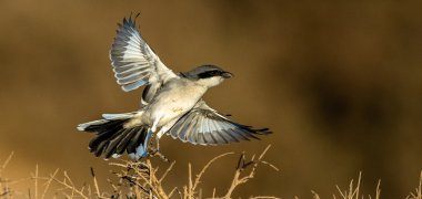 Great grey shrike, Lanius excubitor, Souss-Massa, Morocco