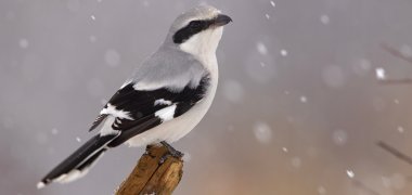 Srokosz (Lanius excubitor)