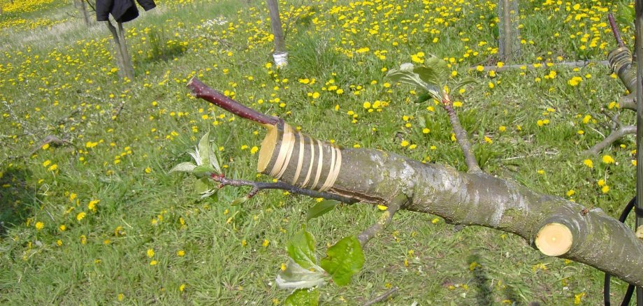 Obstbäume veredeln und Sorten erhalten