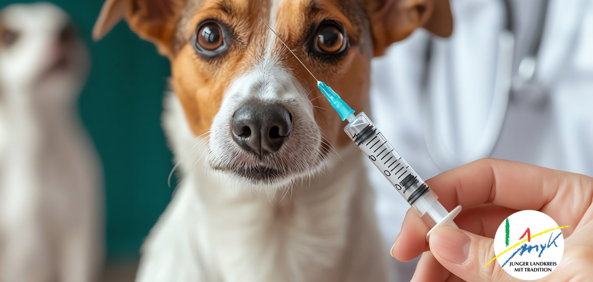 Tollwut bei Hund in RLP nachgewiesen – Veterinäramt MYK rät zu Impfung für Hunde und Katzen 