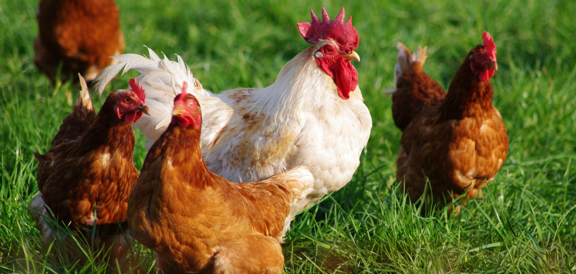 Organic laying hens
