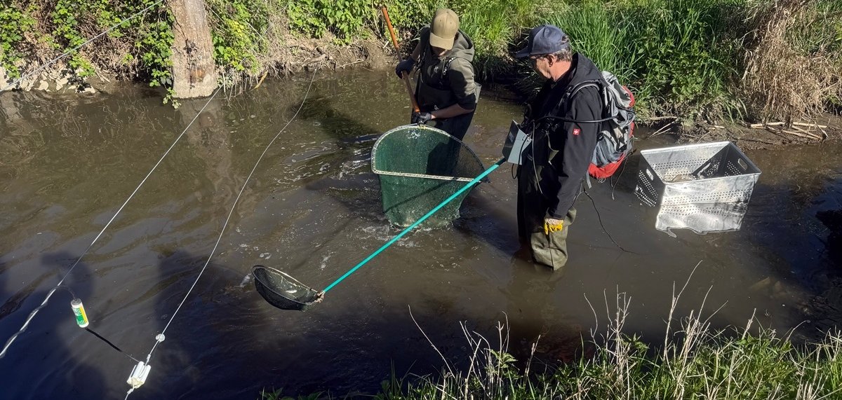 Unter Einsatz eines Elektrofanggeräts wurden mehrere hundert Karpfen aus einem Kolk des Thürer Bachs abgefischt und umgesiedelt. 