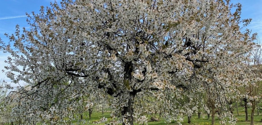 Tag der Streuobstwiese am 25. April