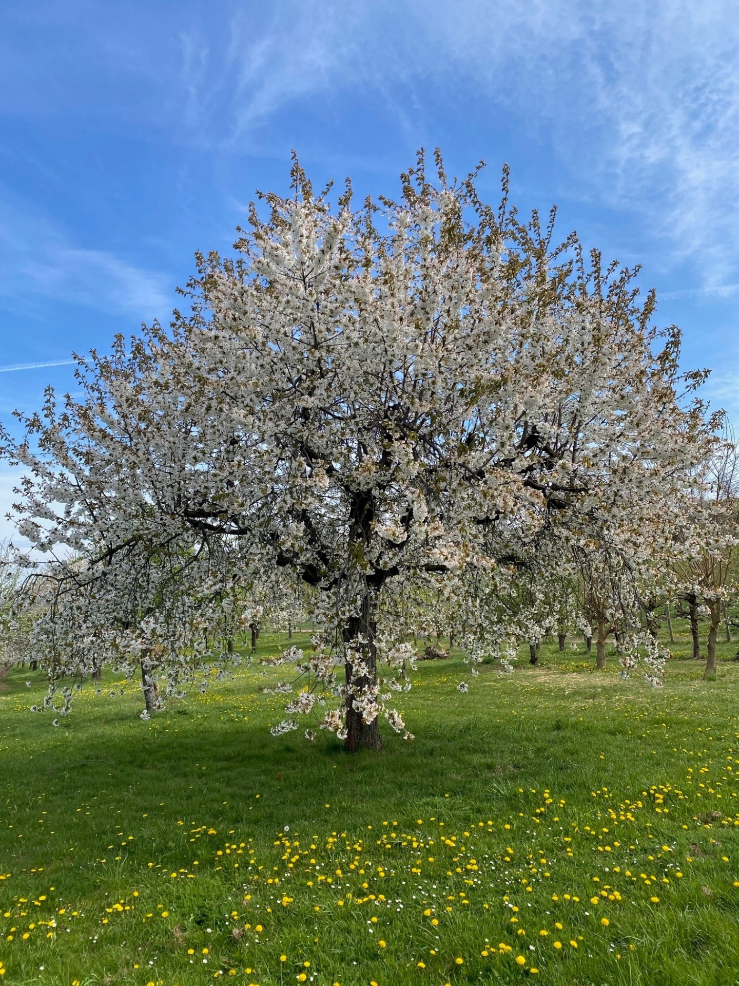 Tag der Streuobstwiese am 25. April