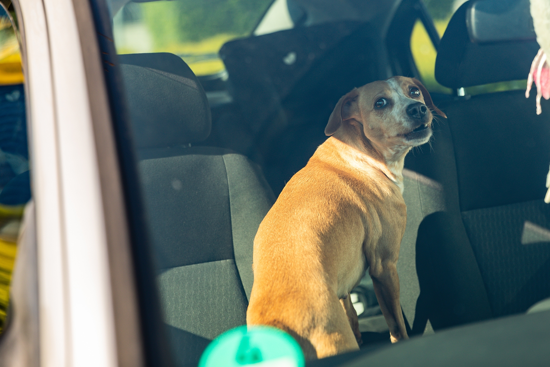Das Veterinäramt der Kreisverwaltung Mayen-Koblenz weist darauf hin: Ein Tier darf niemals im geparkten Fahrzeug zurückgelassen werden – auch nicht für kurze Zeit. 