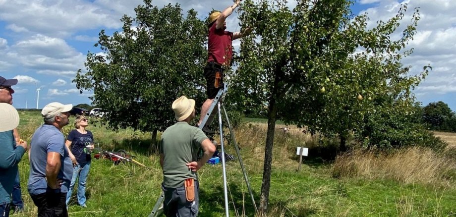 Sommerschnittkurse für die Streuobstwiesen. Sommerschnittkurse für die Streuobstwiesen.