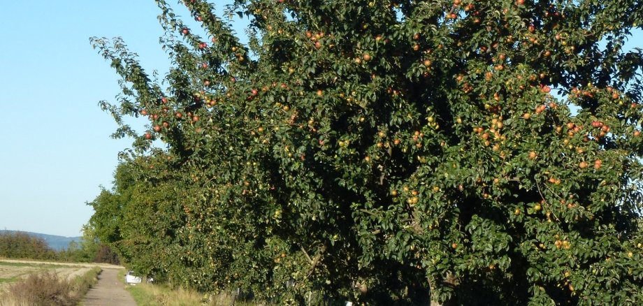 Entlang des Bassenheimer Streuobstwie-senwegs können Interessierte auch in diesem Jahr den Obstbehang ausgewählter Apfel-, Birnen- und Walnussbäume ersteigern. Entlang des Bassenheimer Streuobstwie-senwegs können Interessierte auch in diesem Jahr den Obstbehang ausgewählter Apfel-, Birnen- und Walnussbäume ersteigern.