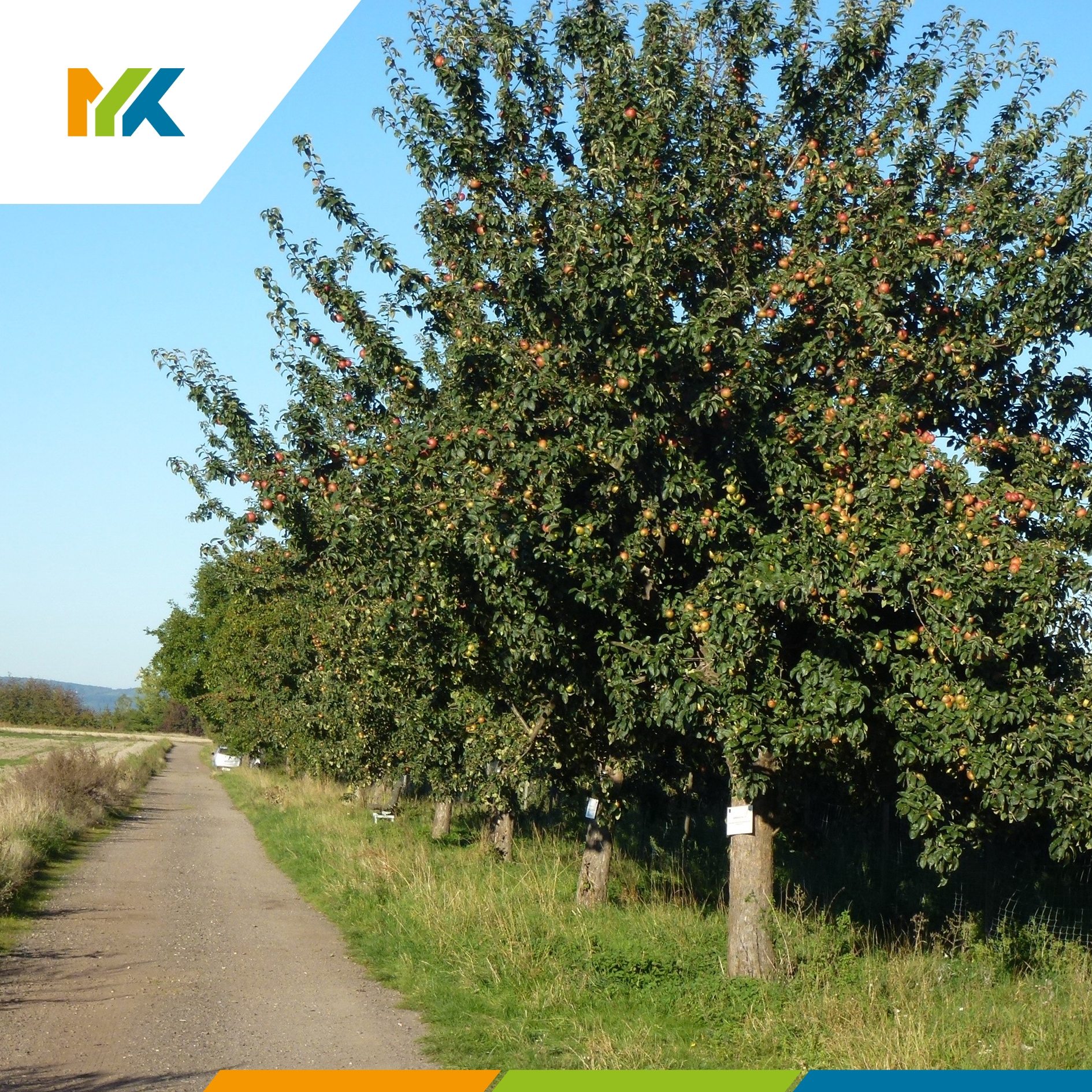 Entlang des Bassenheimer Streuobstwie-senwegs können Interessierte auch in diesem Jahr den Obstbehang ausgewählter Apfel-, Birnen- und Walnussbäume ersteigern. 