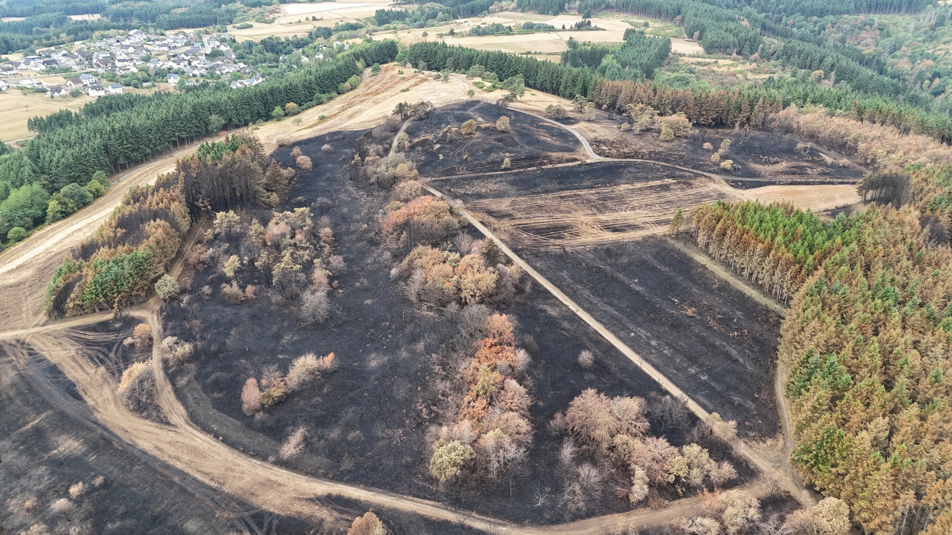 Bei dem Brand am Büschberg bei Arft ist ein großer Teil der Wacholderheide auf der Nordhälfte der Stiftungsfläche zerstört worden. 