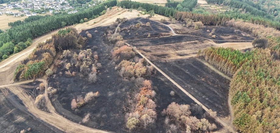 Bei dem Brand am Büschberg bei Arft ist ein großer Teil der Wacholderheide auf der Nordhälfte der Stiftungsfläche zerstört worden. 