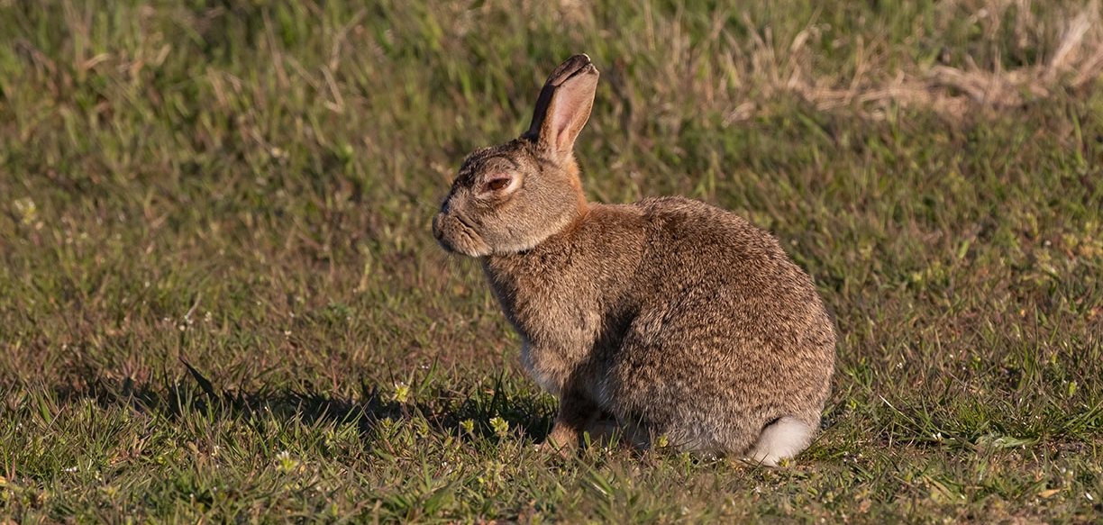 Bei Wildkaninchen in Koblenz ist das RHD-Virus nachgewiesen worden.