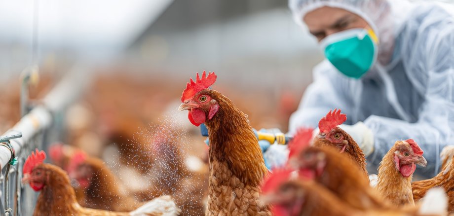 Konsequente Hygienemaßnahmen und geeignete Schutzvorkehrungen helfen, Geflügelhaltungen vor einer Einschleppung des Geflügelpestvirus zu schützen. Konsequente Hygienemaßnahmen und geeignete Schutzvorkehrungen helfen, Geflügelhaltungen vor einer Einschleppung des Geflügelpestvirus zu schützen.