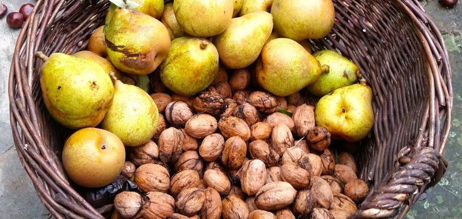Der Workshop „Köstlichkeiten von der Streuobstwiese“ vermittelt praktische Ideen zur Verarbeitung und Konservierung von Äpfeln und Birnen. Der Workshop „Köstlichkeiten von der Streuobstwiese“ vermittelt praktische Ideen zur Verarbeitung und Konservierung von Äpfeln und Birnen.