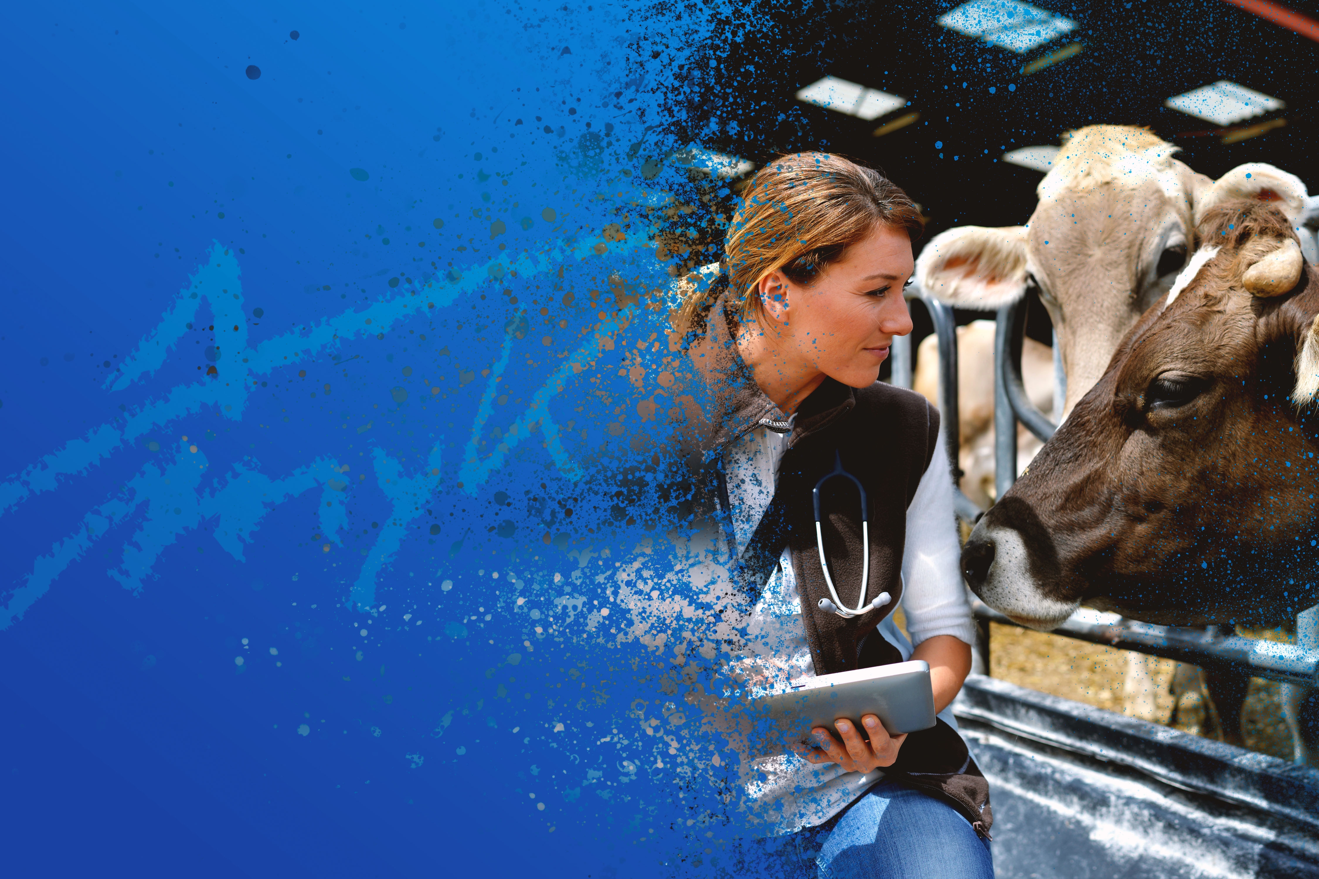 Header Veterinärdienst & Lebensmittelüberwachung