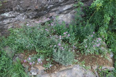 Skabiosen-Flockenblume im Weinberg