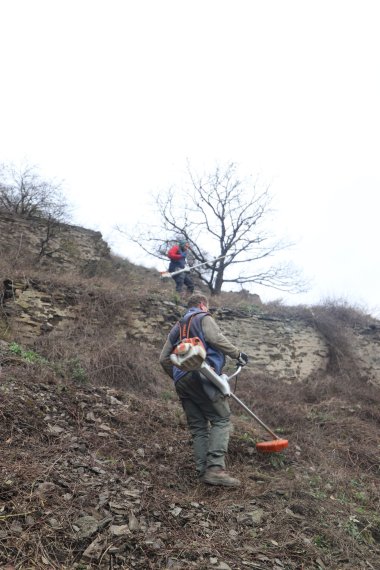 Freistellungsmaßnahmen im Weinberg