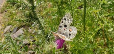 Rund 2.000 An-pflanzungen der Flockenblume sorgen als „Apollo-Tankstellen“ auf den Projektflächen für ein optimiertes Nahrungsangebot.  