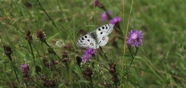 Das Schicksal des Apollofalters interessiert Schmetterlings-kundler aus ganz Deutschland.  