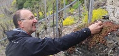 Apollo-Fan Jürgen Becker setzt eine gezüchtete Raupe auf ihrer Futterpflanze, der Fetthenne, aus