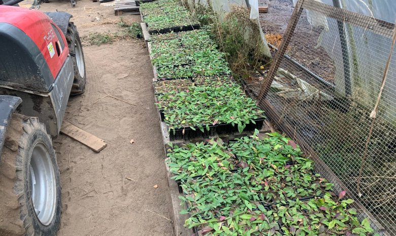 Die Vermehrung der Flockenblume ist ein zentraler Bestandteil des Projekts.