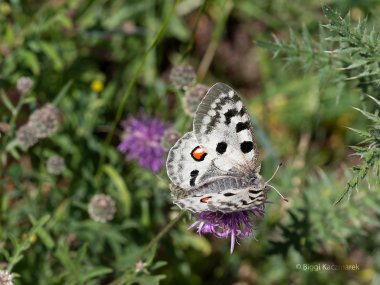 Ein Mosel-Apollo bei der Nektaraufnahme auf einer Flockenblume.